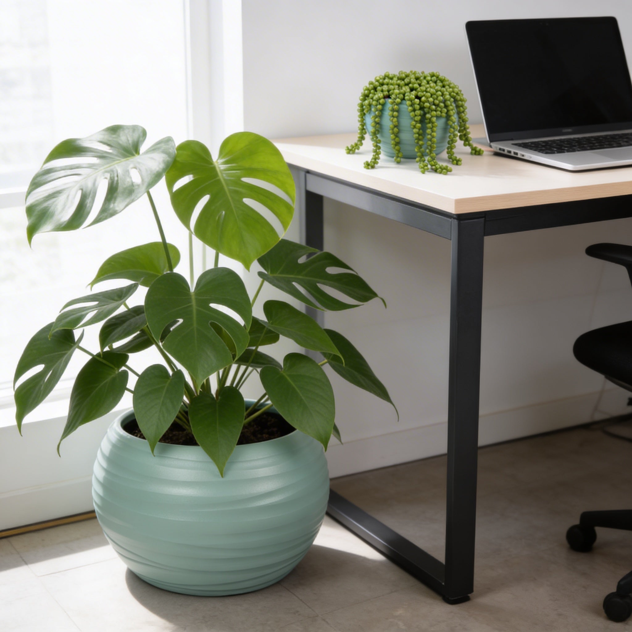 Plant Power