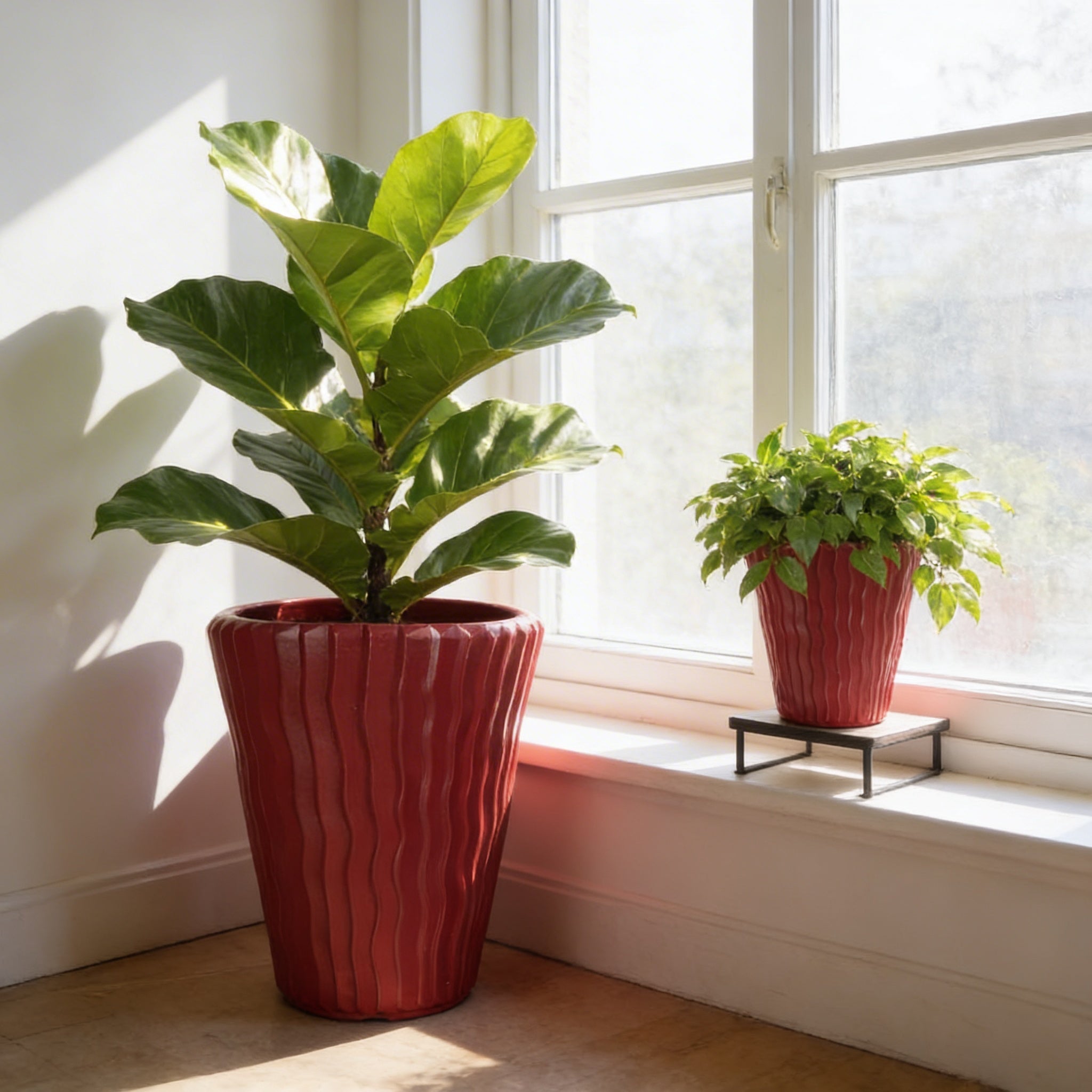 Plant Power